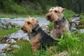 Welsh Terrier Dogs Breed - Information, Temperament, Size & Price | Pets4Homes