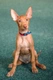 Pharaoh Hound Dogs Breed - Information, Temperament, Size & Price | Pets4Homes