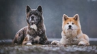 Akita Dogs Breed - Information, Temperament, Size & Price | Pets4Homes