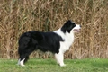 Border Collie Dogs Ras: Karakter, Levensduur & Prijs | Puppyplaats