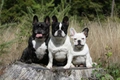 Franse Bulldog Dogs Ras: Karakter, Levensduur & Prijs | Puppyplaats