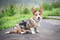 Welsh Corgi Cardigan Dogs Breed - Information, Temperament, Size & Price | Pets4Homes