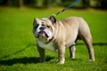 Engelse Bulldog Dogs Ras: Karakter, Levensduur & Prijs | Puppyplaats