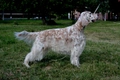 English Setter Dogs Breed - Information, Temperament, Size & Price | Pets4Homes