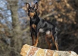 Miniature Pinscher Dogs Breed - Information, Temperament, Size & Price | Pets4Homes