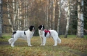 Landseer ECT Dogs Ras: Karakter, Levensduur & Prijs | Puppyplaats