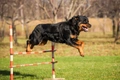 Rottweiler Dogs Breed - Information, Temperament, Size & Price | Pets4Homes