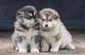 Alaskan Malamute Dogs Breed - Information, Temperament, Size & Price | Pets4Homes