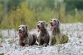 Weimaraner Dogs Breed - Information, Temperament, Size & Price | Pets4Homes