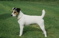 Parson Russell Terrier Dogs Breed - Information, Temperament, Size & Price | Pets4Homes