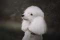 Standard Poodle Dogs Breed - Information, Temperament, Size & Price | Pets4Homes