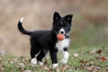 Border Collie Dogs Ras: Karakter, Levensduur & Prijs | Puppyplaats