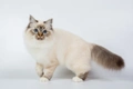 Birman Cats Breed - Information, Temperament, Size & Price | Pets4Homes