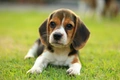 Beagle Dogs Breed - Information, Temperament, Size & Price | Pets4Homes