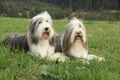 Bearded Collie Dogs Breed - Information, Temperament, Size & Price | Pets4Homes