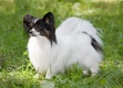 Papillon Dogs Breed - Information, Temperament, Size & Price | Pets4Homes