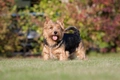 Norwich Terrier Dogs Breed - Information, Temperament, Size & Price | Pets4Homes