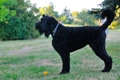 Russian Black Terrier Dogs Breed - Information, Temperament, Size & Price | Pets4Homes