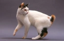 Japanese Bobtail Cats Breed - Information, Temperament, Size & Price | Pets4Homes