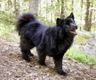 Swedish Lapphund Dogs Breed - Information, Temperament, Size & Price | Pets4Homes