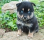 Pomsky Dogs Breed - Information, Temperament, Size & Price | Pets4Homes