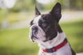 Boston Terrier Dogs Breed - Information, Temperament, Size & Price | Pets4Homes