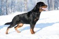 Rottweiler Dogs Breed - Information, Temperament, Size & Price | Pets4Homes