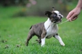 Boston Terrier Dogs Breed - Information, Temperament, Size & Price | Pets4Homes