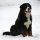 Bernský salašnický pes Dogs Informace - velikost, povaha, délka života & cena | iFauna
