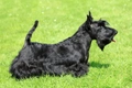 Scottish Terrier Dogs Breed - Information, Temperament, Size & Price | Pets4Homes