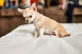 Chihuahua Dogs Breed - Information, Temperament, Size & Price | Pets4Homes