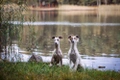 Whippet Dogs Ras: Karakter, Levensduur & Prijs | Puppyplaats