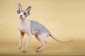 Sphynx Cats Breed - Information, Temperament, Size & Price | Pets4Homes