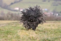 Hungarian Puli Dogs Breed - Information, Temperament, Size & Price | Pets4Homes