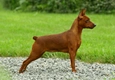 Miniature Pinscher Dogs Breed - Information, Temperament, Size & Price | Pets4Homes