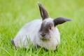 Sable Rabbits Breed - Information, Temperament, Size & Price | Pets4Homes