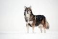 Utonagan Dogs Breed - Information, Temperament, Size & Price | Pets4Homes