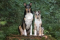 Schotse Herdershond korthaar Dogs Ras: Karakter, Levensduur & Prijs | Puppyplaats