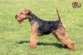 Welsh Terrier Dogs Breed - Information, Temperament, Size & Price | Pets4Homes