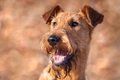 Irish Terrier Dogs Breed - Information, Temperament, Size & Price | Pets4Homes