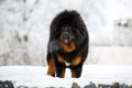 Tibetan Mastiff Dogs Breed - Information, Temperament, Size & Price | Pets4Homes