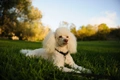 Miniature Poodle Dogs Breed - Information, Temperament, Size & Price | Pets4Homes