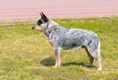 Australian Cattle Dog Dogs Ras: Karakter, Levensduur & Prijs | Puppyplaats