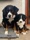 Appenzeller Sennenhond Dogs Ras: Karakter, Levensduur & Prijs | Puppyplaats