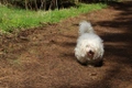 Coton De Tulear Dogs Breed - Information, Temperament, Size & Price | Pets4Homes