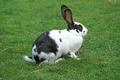 Giant Papillon Rabbits Breed - Information, Temperament, Size & Price | Pets4Homes