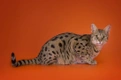 Savannah Cats Breed - Information, Temperament, Size & Price | Pets4Homes