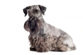 Cesky Terrier Dogs Breed - Information, Temperament, Size & Price | Pets4Homes