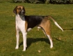 Foxhound Dogs Breed - Information, Temperament, Size & Price | Pets4Homes