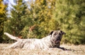 Presa Canario Dogs Breed - Information, Temperament, Size & Price | Pets4Homes